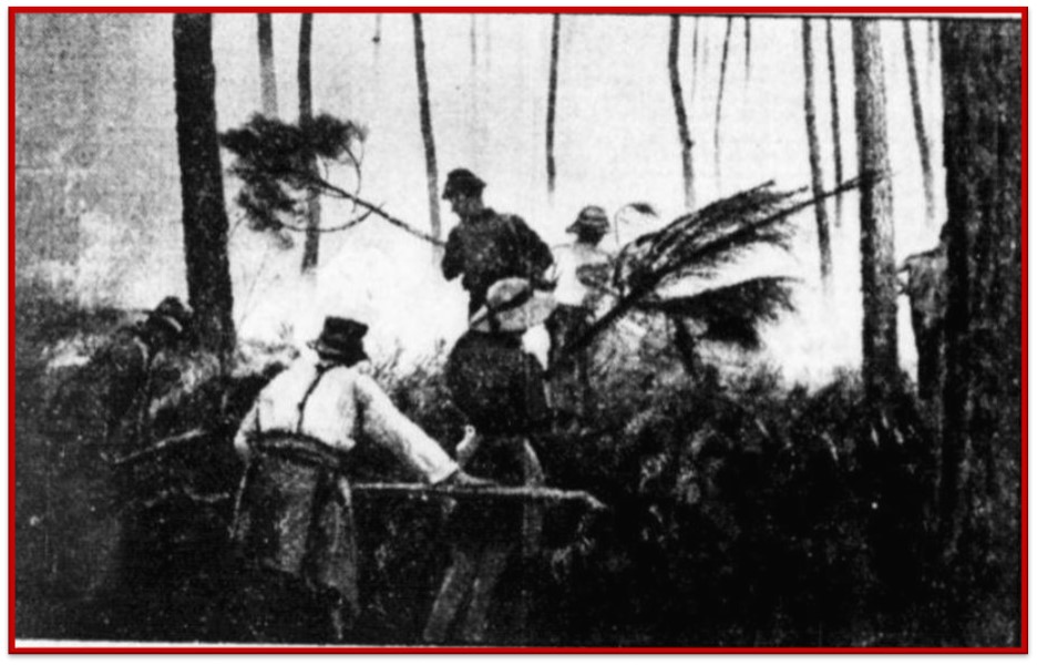 Après l’incendie de 1949, une mission : reboiser les Landes